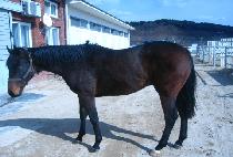 �ۺ����� (PUBLICO) ����