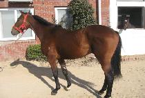 õ������ (CHEONJI BULPAE) ����