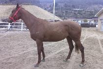 ��Ȱ�Ѵ��� (GWANGHWALHAN DAEJI) ����