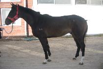 �̽���ī���� (MR KAISER) ����