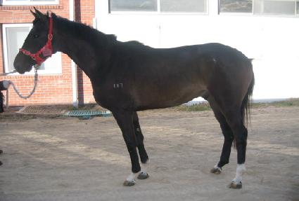 �̽���ī���� ����