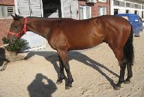 �������� (PRIMA DON) ����