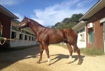 �����Ͻ�ī�� (LEXINGTON SKY) ����