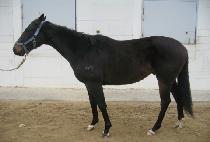 ��� (BIRYONG) ����