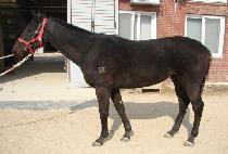 �α⽺Ÿ (INGI STAR) ����