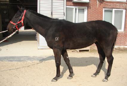 �α⽺Ÿ ����