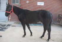 ��ũ���̵� (PINK LADY) ����