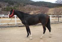 ���̾�è�� (LION CHAMP) ����