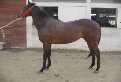 Ǫ���̸� ����