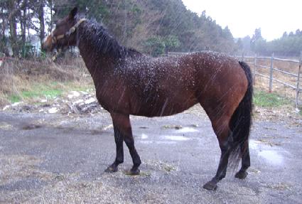 �ÿ�����Ƴ� ����