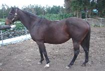 WHITE ANGELICA picture