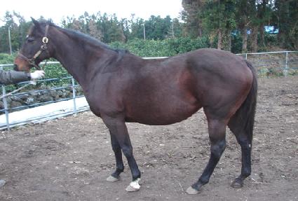 ȭ��Ʈ������ī ����