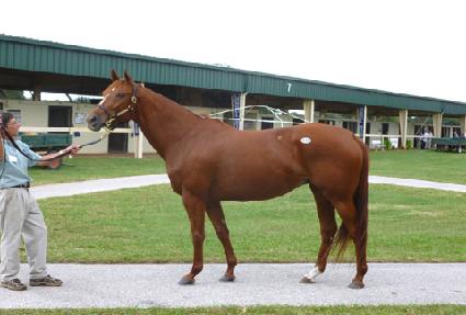 �����Ƚ�ī�� ����