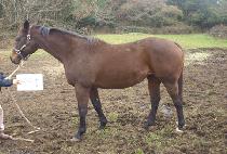 ġ��Ǯ (CHEERFUL) ����