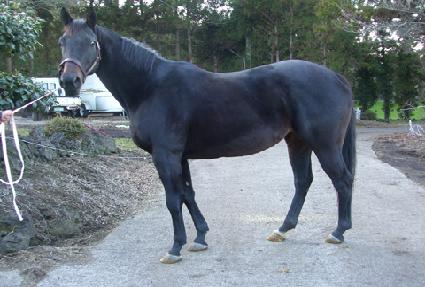 ����Ʈ������ ����