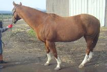 Ĺ�¾�����Ʈ (CAT ON A QUEST) ����