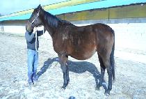 ����Ʈ�������� (SMART SKATER) ����