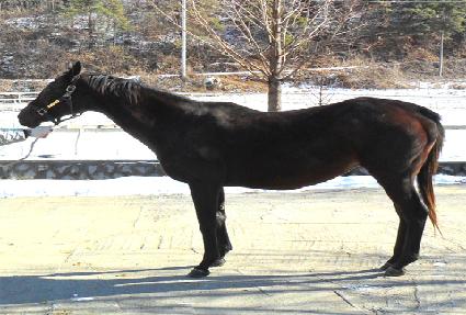 �������帲 ����