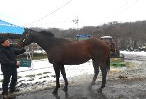 UNBRIDLED'S PRIDE picture