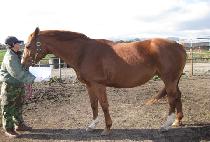 �긮Ÿ�����Ʈ (BRITTANY��S BEST) ����