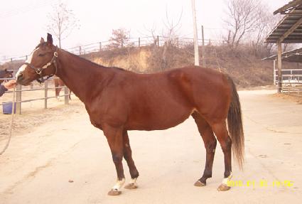 �긮�����帲 ����