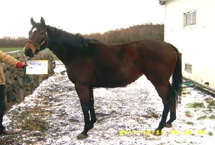 Ʈ�������� ����