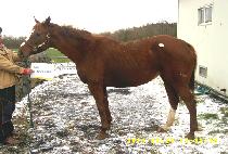 LADY STRASBURG picture