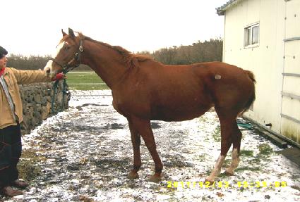 ����Ƽ��ƪ ����