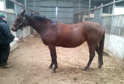 �ڶ󺧶� ����