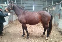 ����ϳ� (EARTH TO NINA) ����