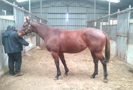 ���긮�̳��̽� ����