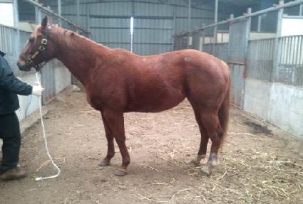 �󺧺� ����