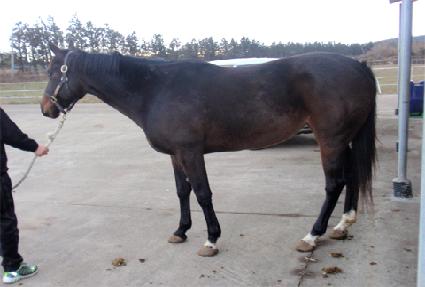 �ô��ŴϽ�Ʈ ����