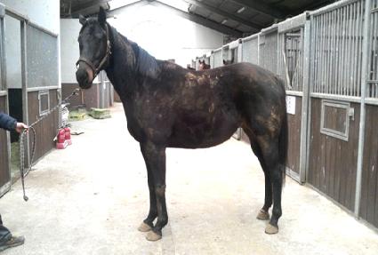 ��Ʈ��Ʈ�������� ����