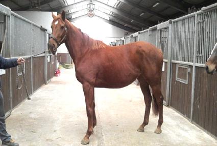 ����Ʈ���� ����