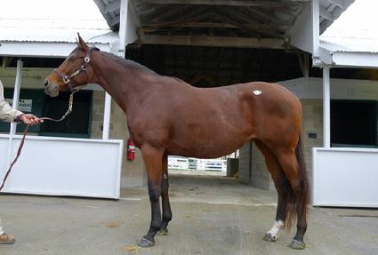 ����Ƽ��Ʈ������ ����