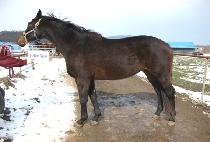 �ǹ����õ帲 (FEVERISH DREAM) ����