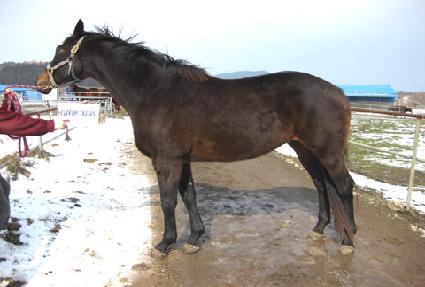 �ǹ����õ帲 ����