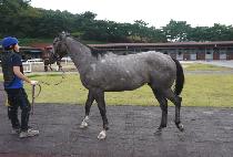 ����Ƽĳ���� (SWEETY CASPER) ����