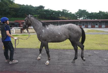 ����Ƽĳ���� ����