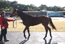 �������Ǯ (MARU WONDERFUL) ����