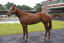 �������̾�Ʈ (GYGI GIANT) ����