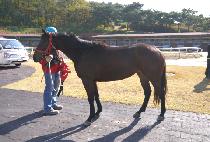 �ε峪�̳� (ROAD NINER) ����