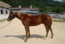 ��Ƽť�� (FORTY CURE) ����