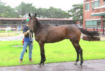 ���� (MUSOE) ����