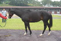 ��������� (MORNING HEIGHTS) ����