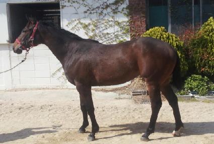 ��ĸ�� ����