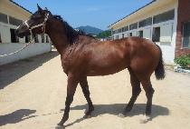 �۷ι�ŷ (GLOBAL KING) ����