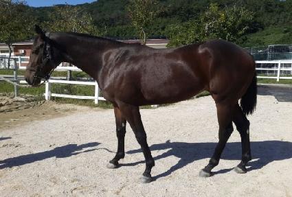 ���÷��� ����