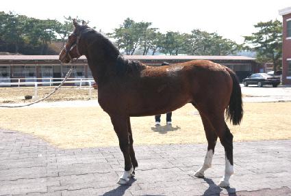 ��Ǫ��ŷ ����